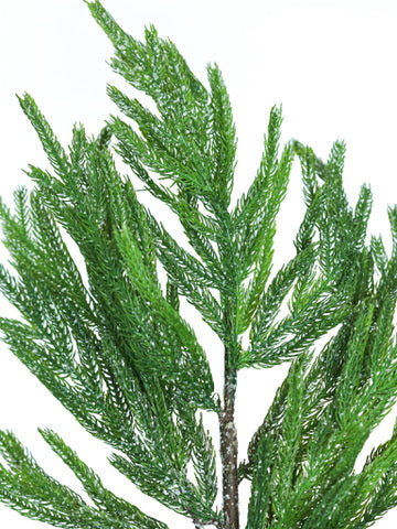 Iced Garden Norfolk Pine Branch