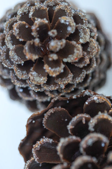 Iced Pine Cone Stem