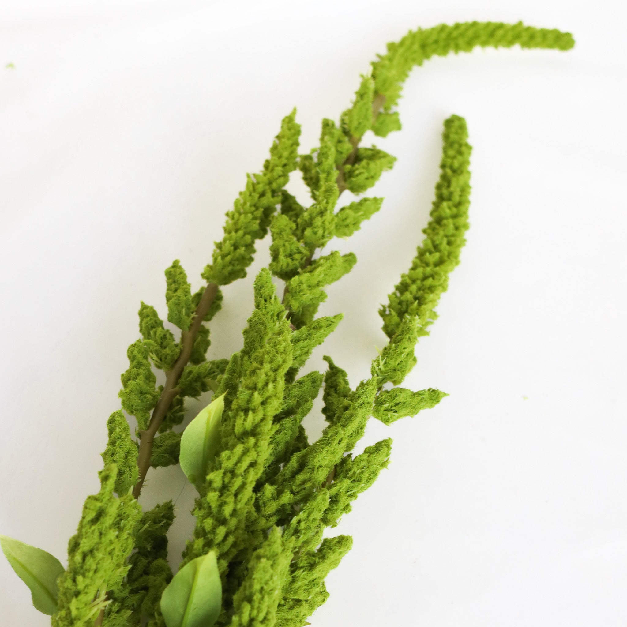 Green Moss Stem