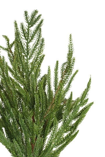 Real Touch Norfolk Pine Stem