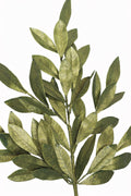 Bay Leaf Spray