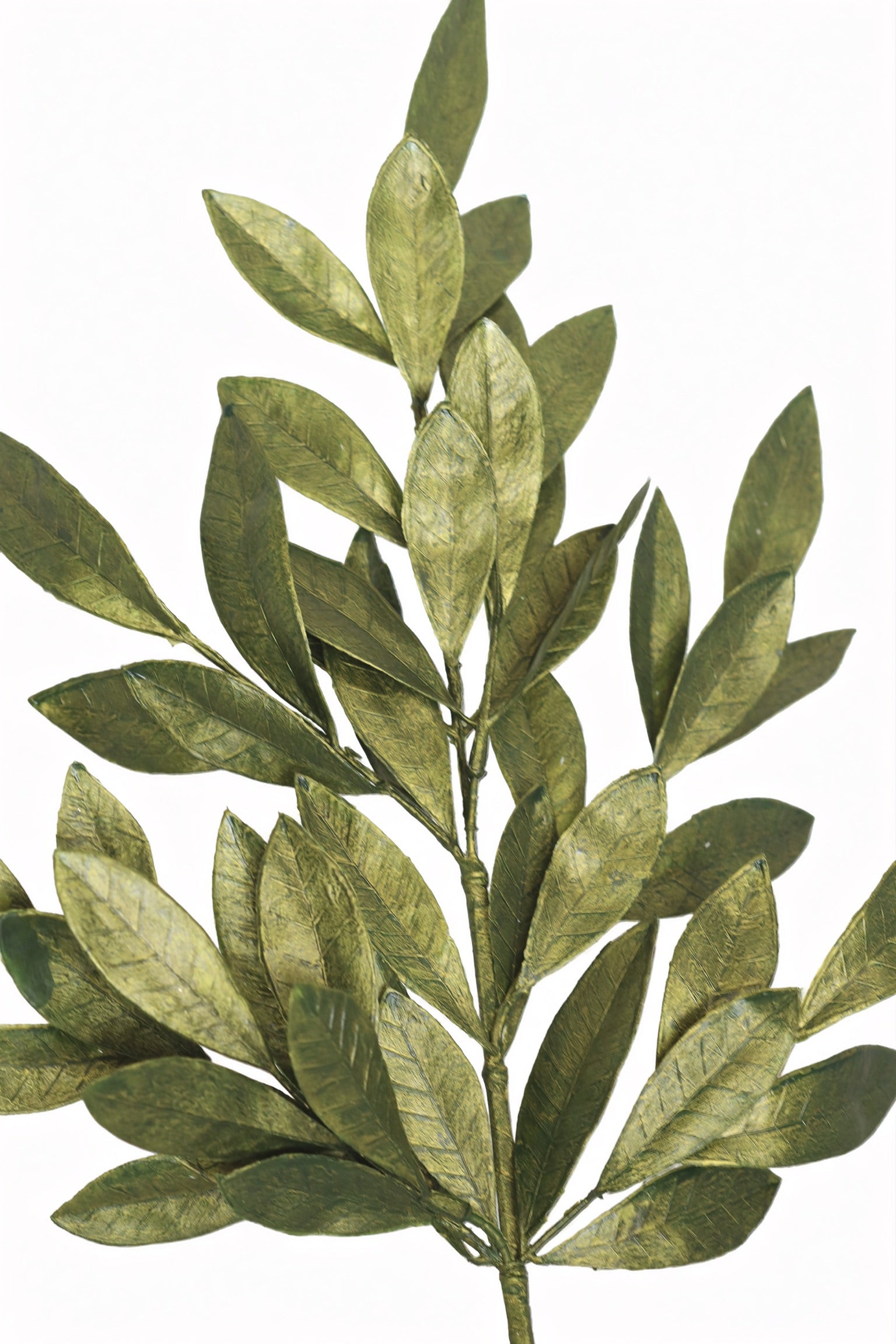 Bay Leaf Spray