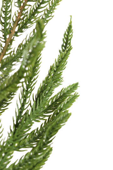 Real Touch Norfolk Pine Stem