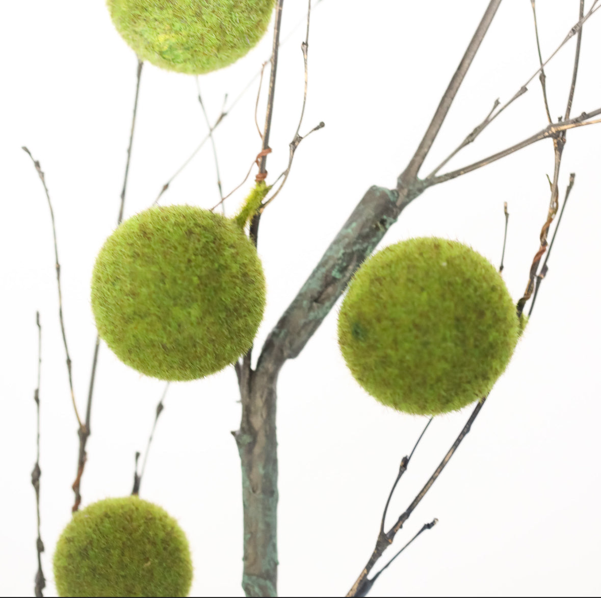 Moss Ball Branch